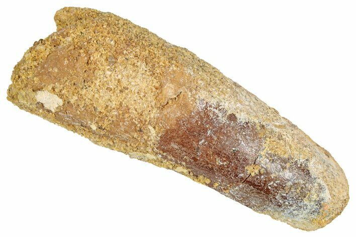 Bargain, Fossil Spinosaurus Tooth - Feeding Worn Tip #348613